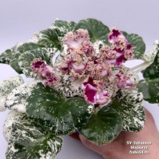SV-Забавная Маркиза (Суворова)